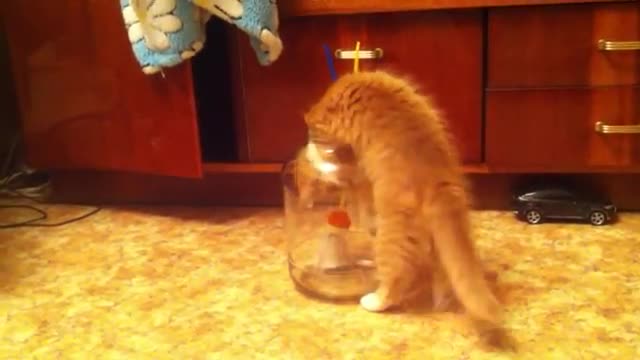 Коте влиза в буркан