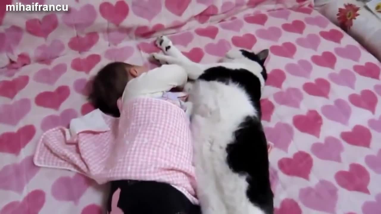 Смешни Котки 2015