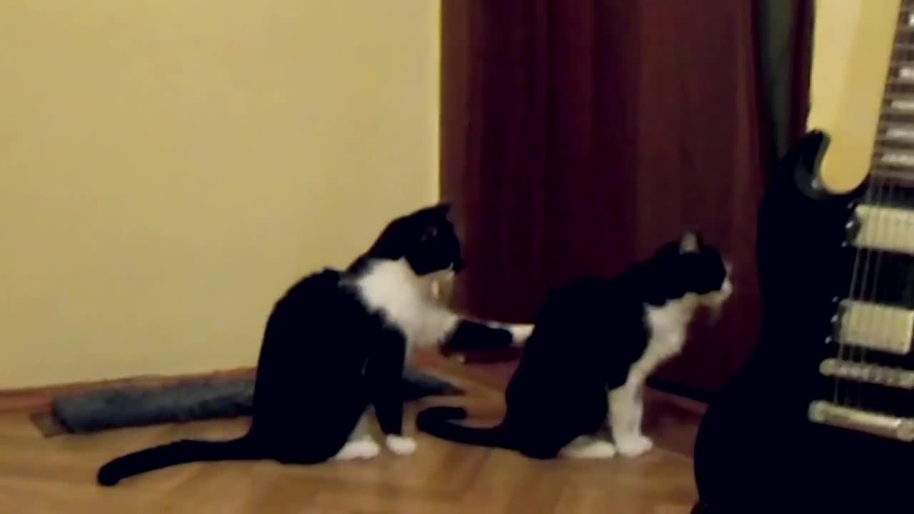 Котка моли за прошка - Смях