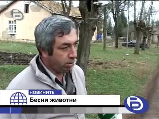 Котка Напада 3ма Души В Шумен