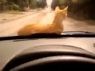 Котка се вози на предния капак на кола !