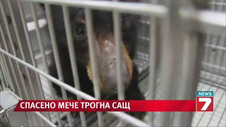 Спасено мече трогна цяла Америка