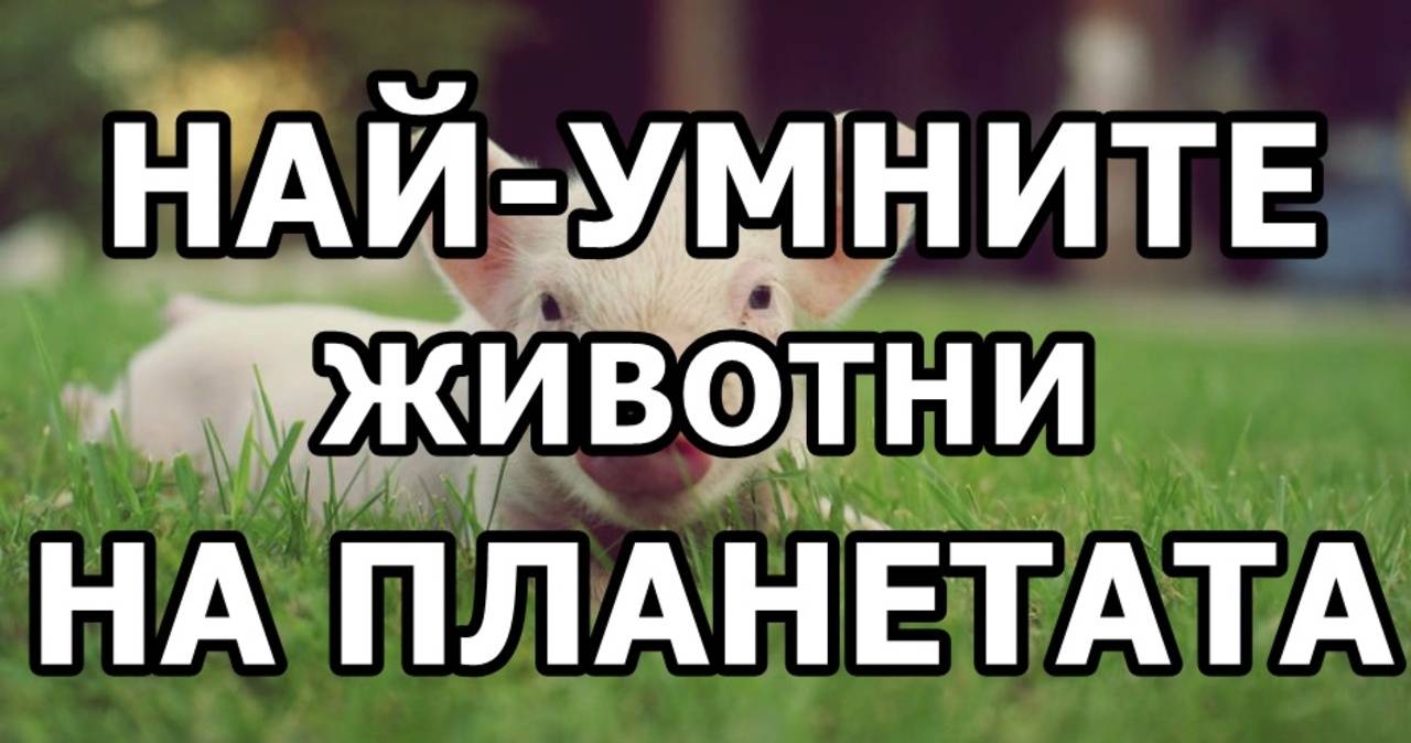 Най-умните животни на планетата