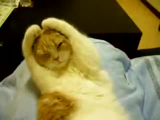 Коте си пази ушите, докато спи!