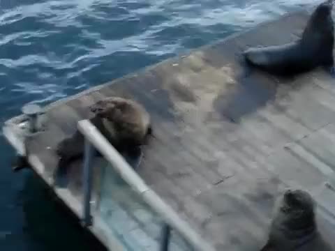 Тюлен имитира смеха на жена