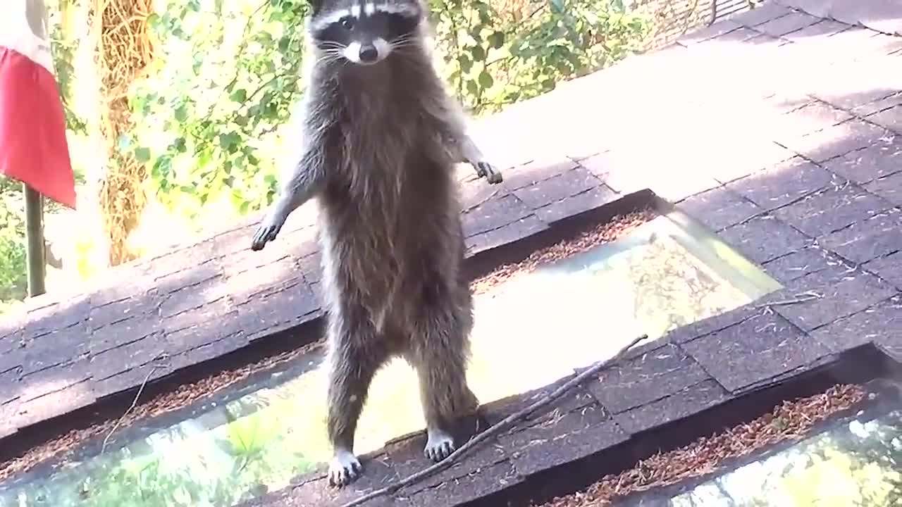 Енот учи малкото си да се катери по дърво