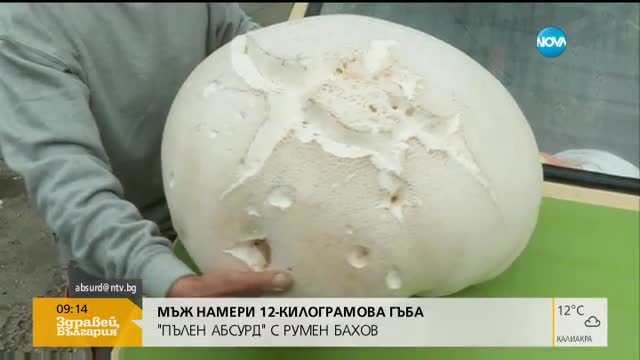 "Пълен абсурд": Родопчанин намери 12-килограмова гъба