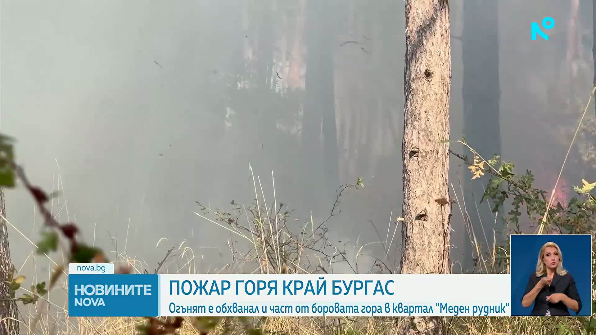 Пожар обхвана борова гора край Бургас