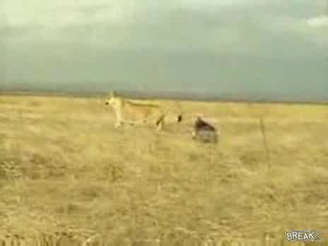 Нахално Диво Прасе