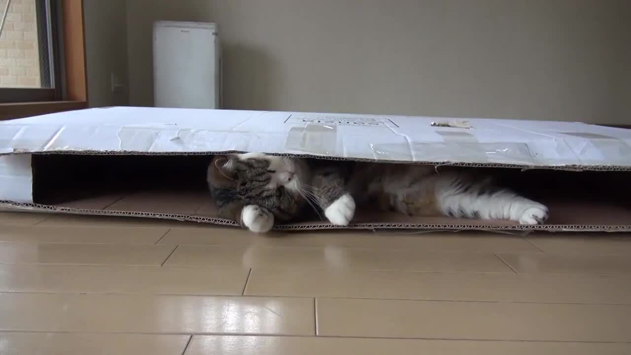 местата на които се крие и играе котето Мару - компилация
