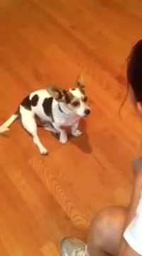 Куче казва Мяу :d