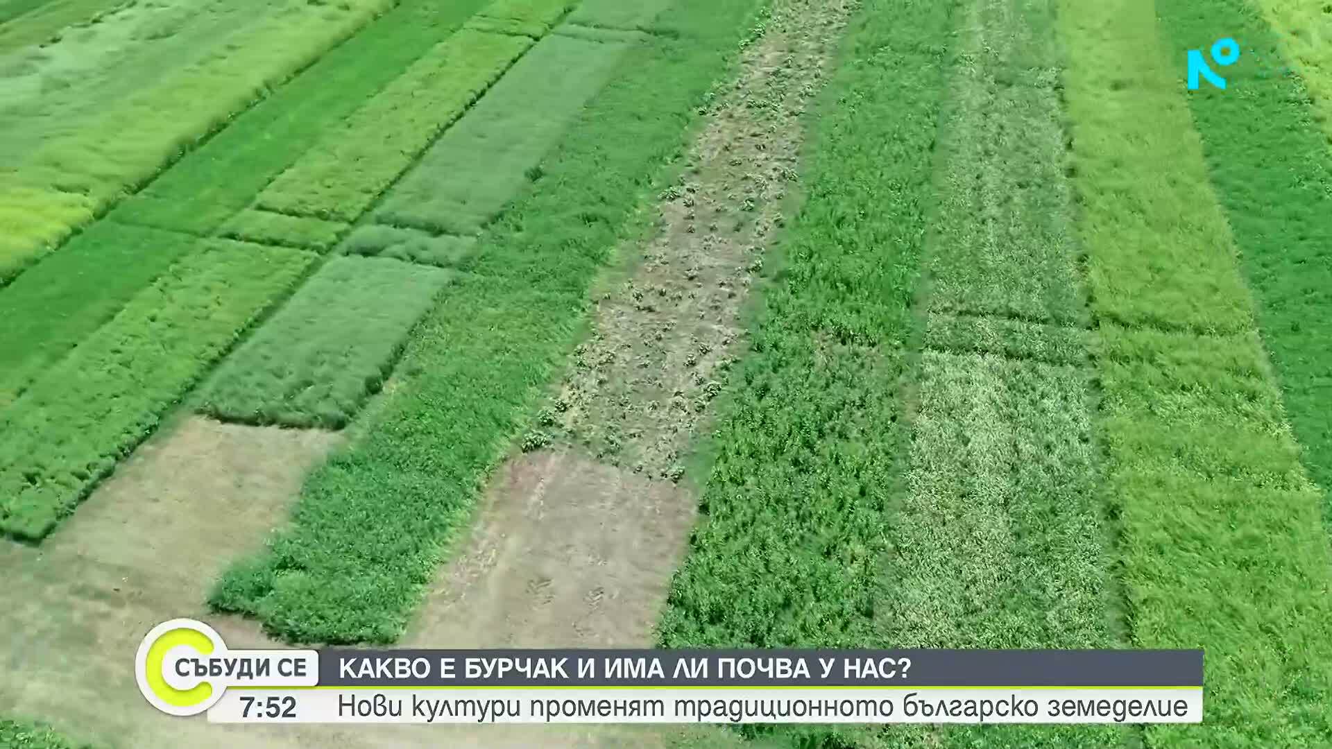Бурчак и шафранка – непознатите култури, които променят земеделието ни