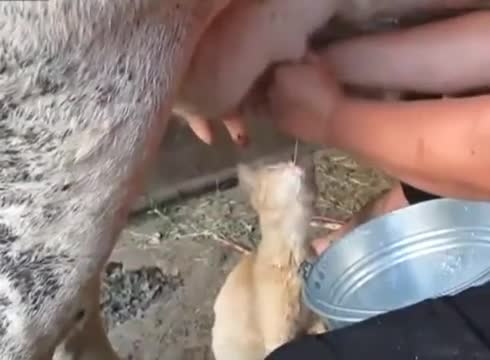 Това коте знае от къде да пие мляко.