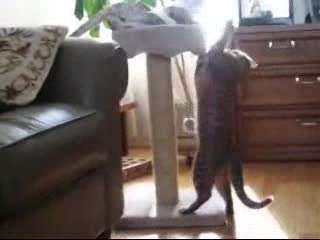 Котки Се Млатят