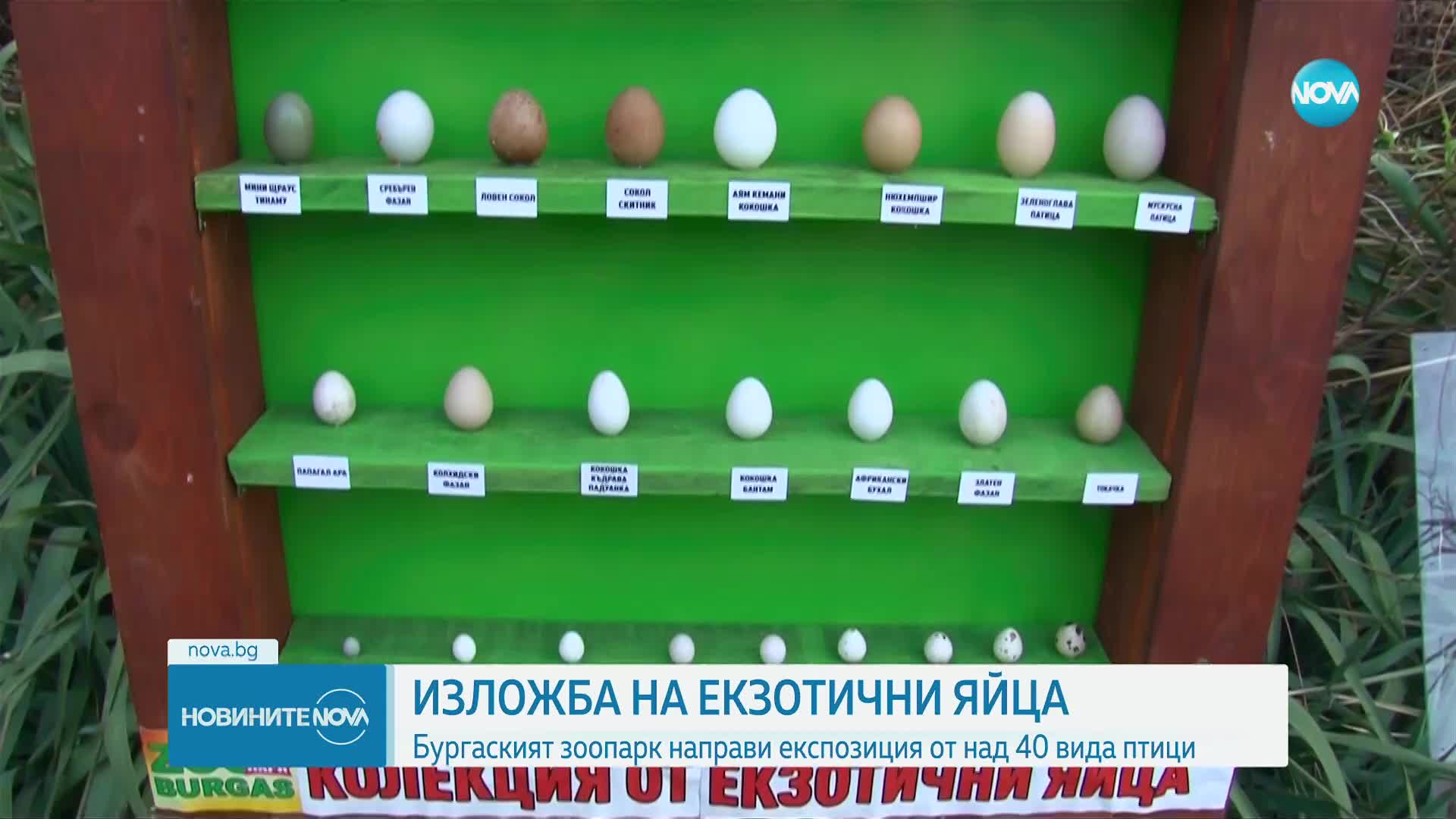 Изложба на екзотични яйца в зоопарка в Бургас