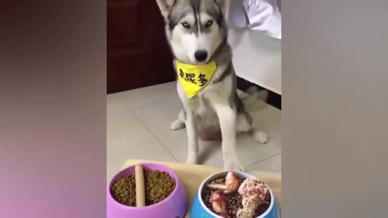 Мега изцепки и смешки - Много смях