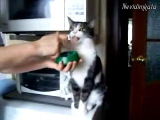 Котка Зомби!