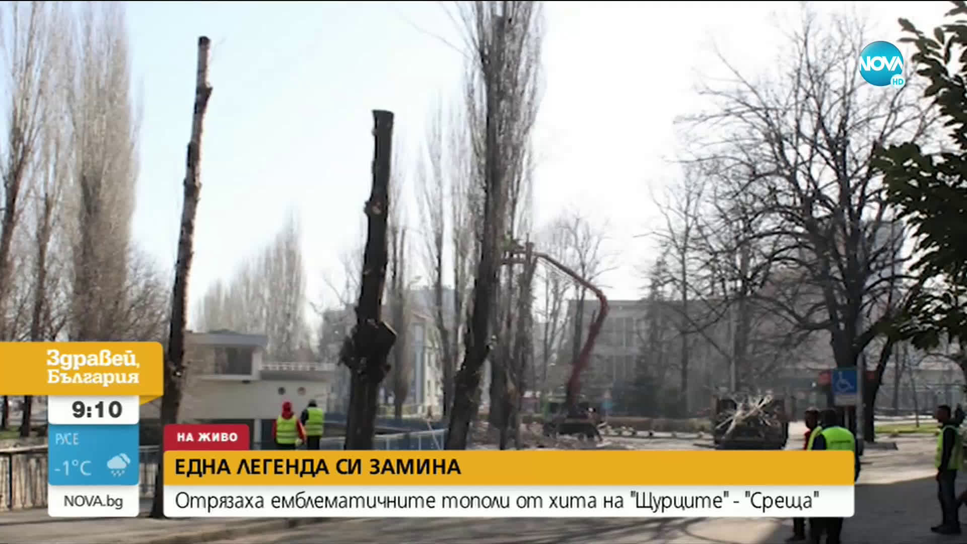Отрязаха тополите, възпяти от "Щурците"