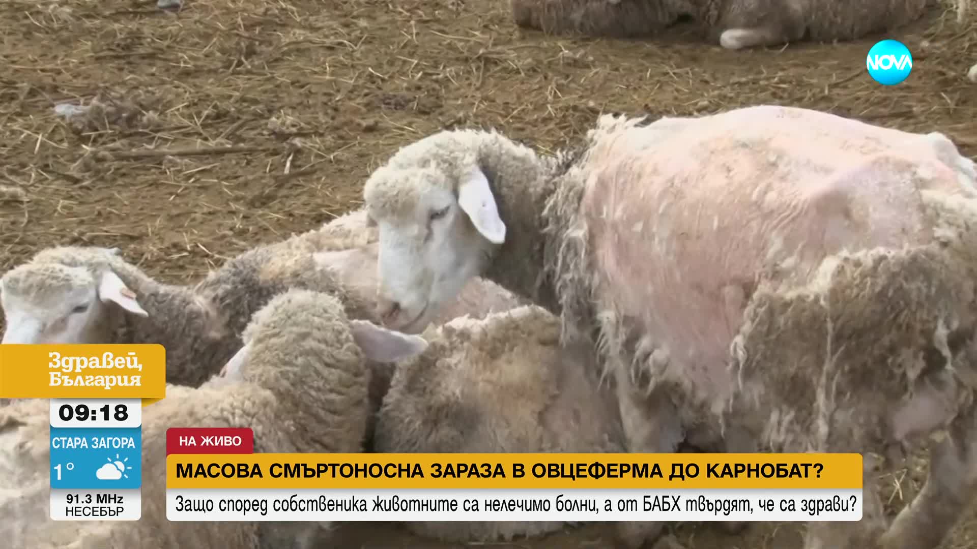 Oвцевъди в Карнобатско твърдят, че животните им са нелечимо болни, БАБХ отрича