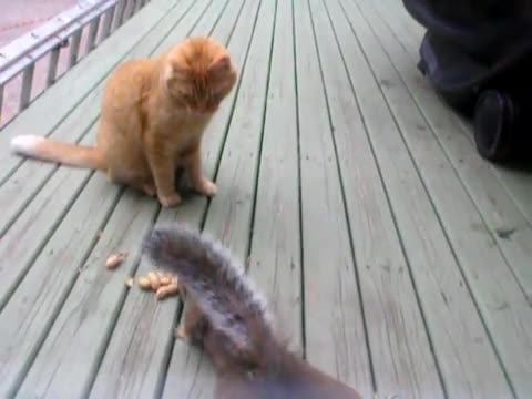Катеричка краде от храната на котка:)