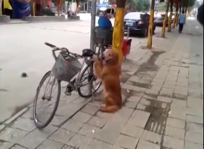Този байк и крадците го заобикалят! Смях!