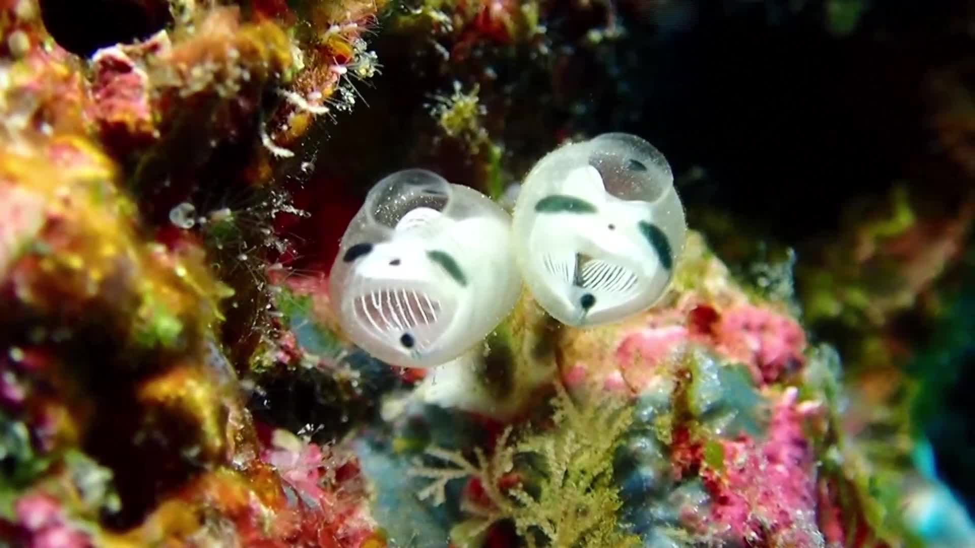 Страховит или сладък? Вижте най-новият морски вид, открит в Япония (ВИДЕО)