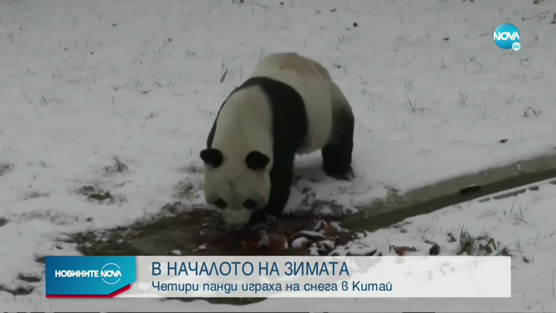 В НАЧАЛОТО НА ЗИМАТА: Четири панди играха на снега в Китай (ВИДЕО)
