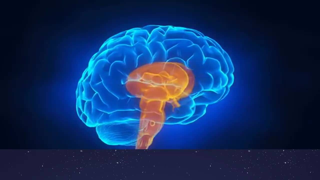 Тест - Какъв тип е мозъкът ти ?