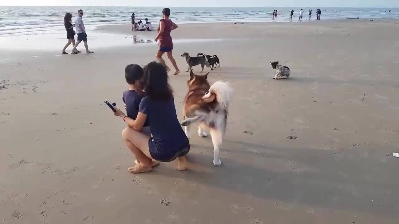 Много смях !!! Куче опика жена на плажа