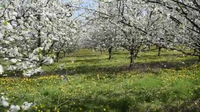 Уникално красива пролетна градина!