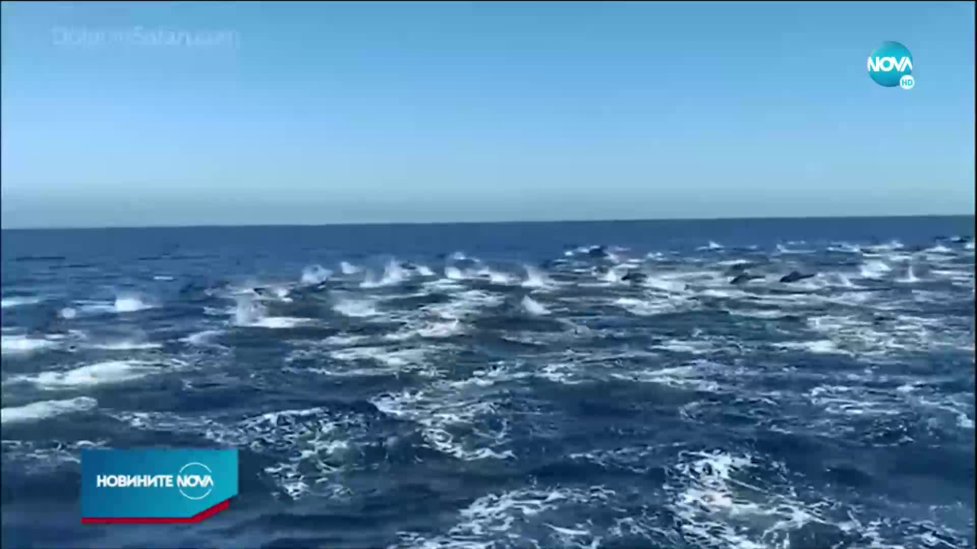 ЗРЕЛИЩЕ ВЪВ ВОДАТА: Стотици делфини край бреговете на Южна Калифорния
