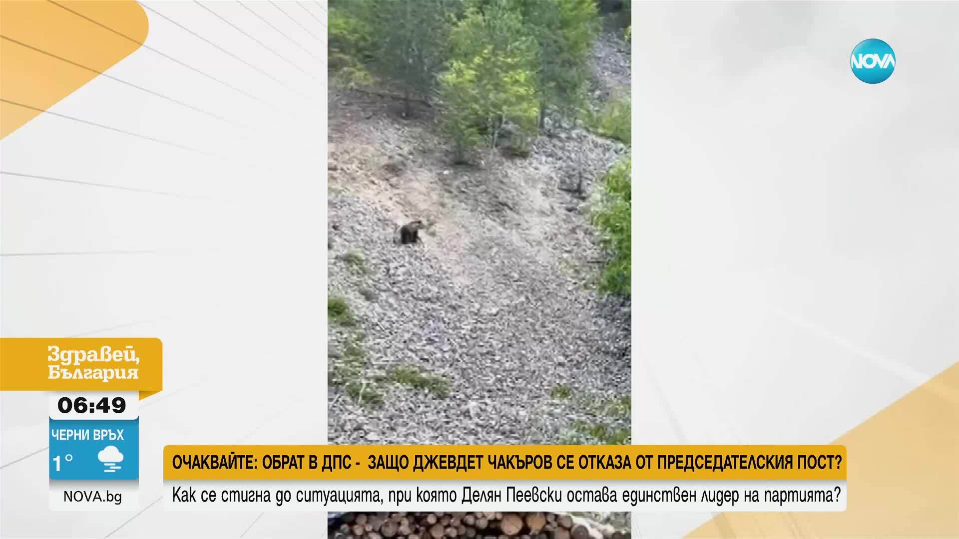 Мече се разходи край родопско село