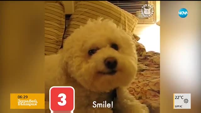 Кучетата също се усмихват