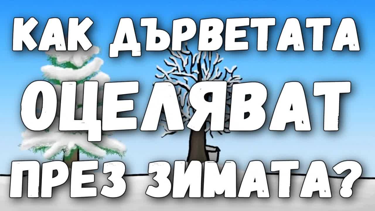 Как дърветата оцеляват през зимата?