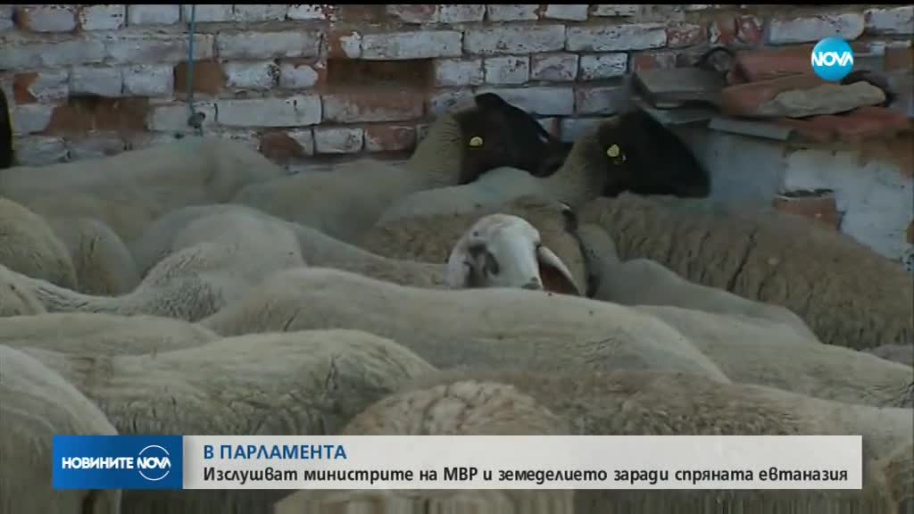 Земеделският министър: Не е добре да се бавят действията в борбата с чумата