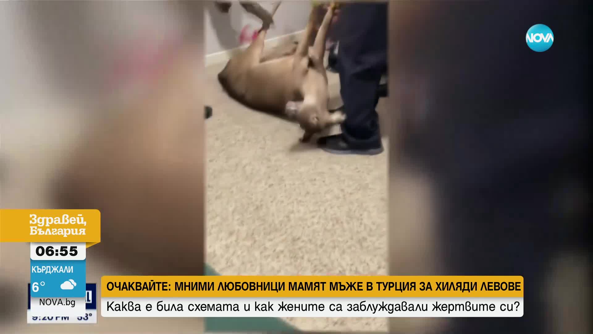 Два часа гониха сърна, подслонила се на топло в къща в САЩ