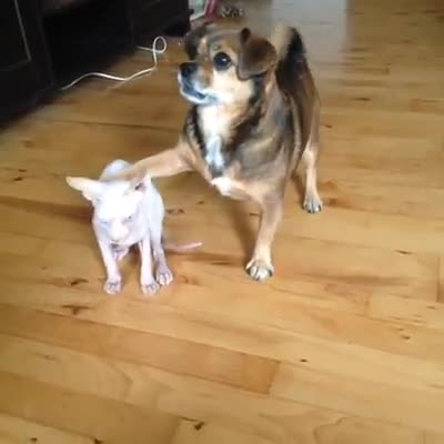 На това му се казва добър приятел