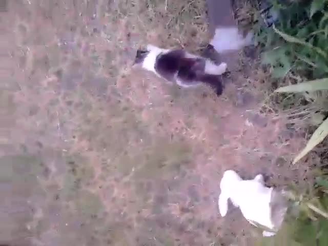 коте се страхува от мишка-играчка