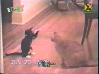 Смях С Котки