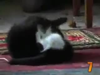 Топ 10 - Смешни Котки