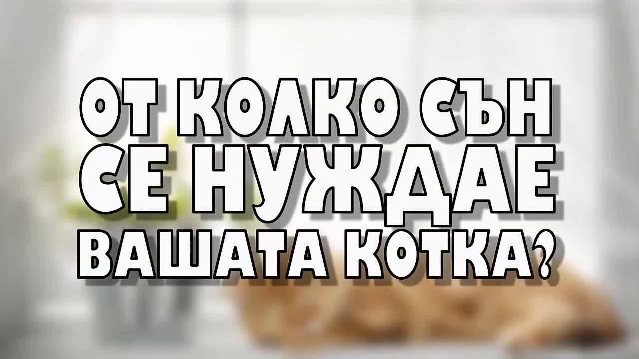 От колко сън се нуждае вашата котка?