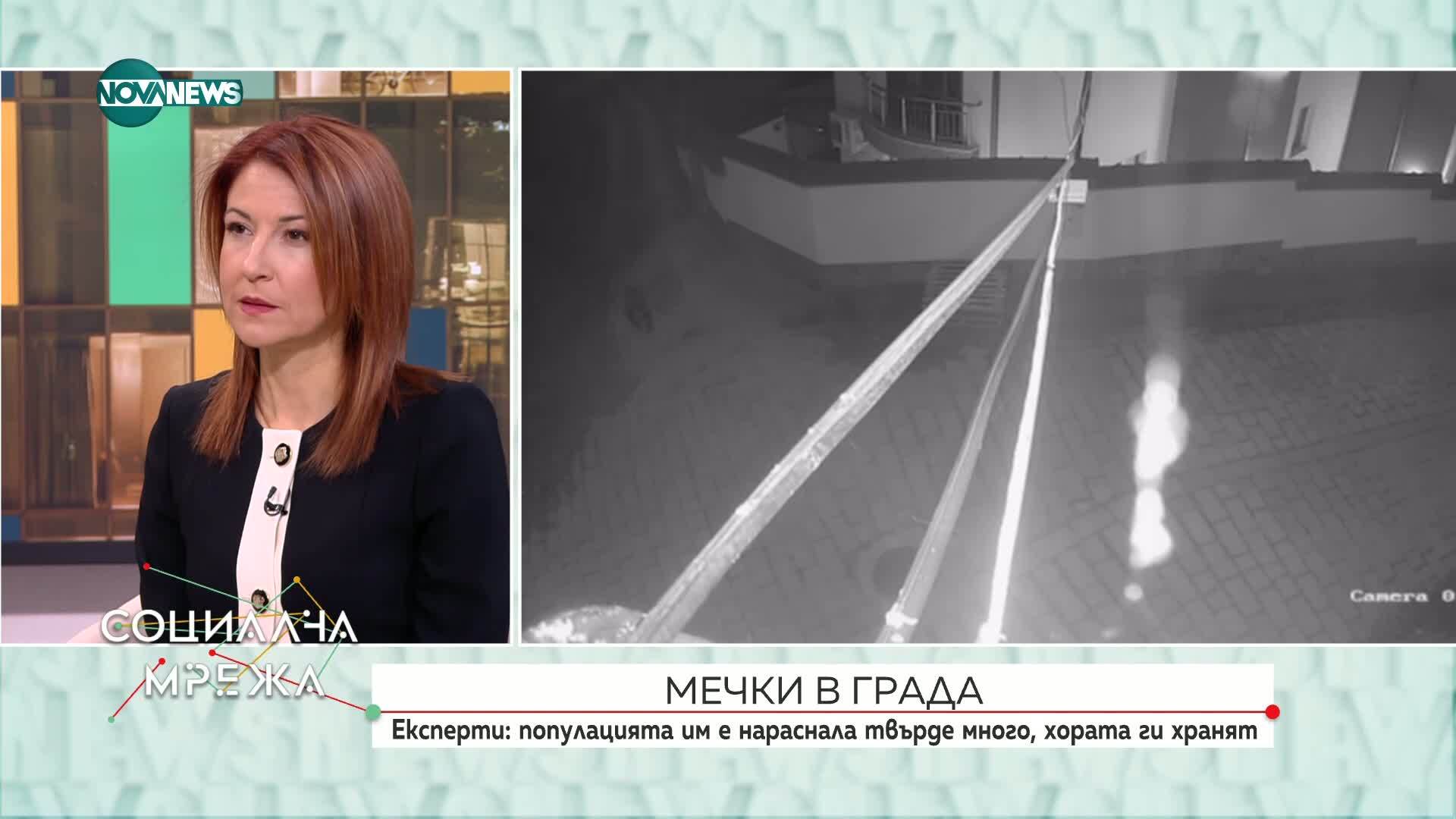 Мечките в България: Защо са все по-често в новините и какво да правим при среща с тях?
