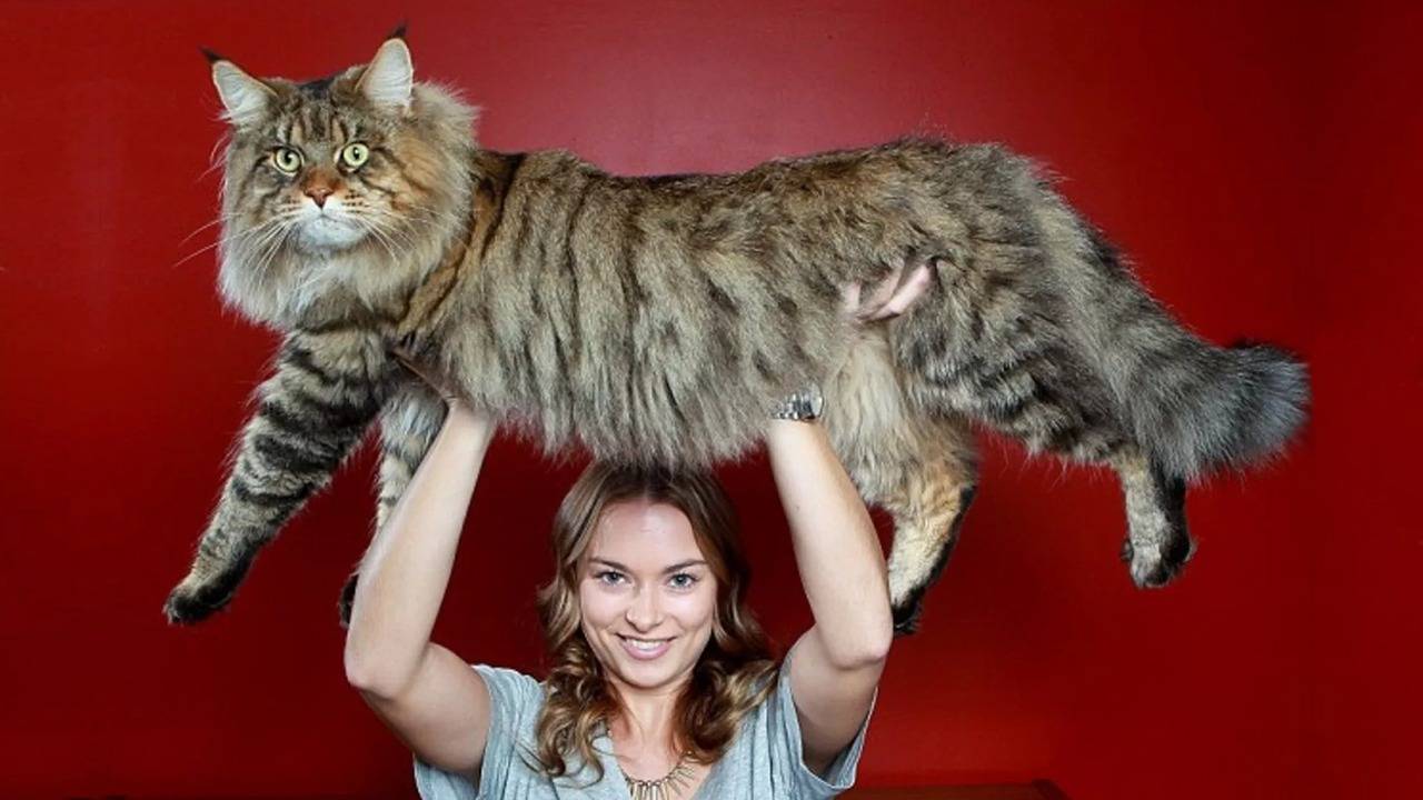 10 невероятни факта за котките, които едва ли сте чували