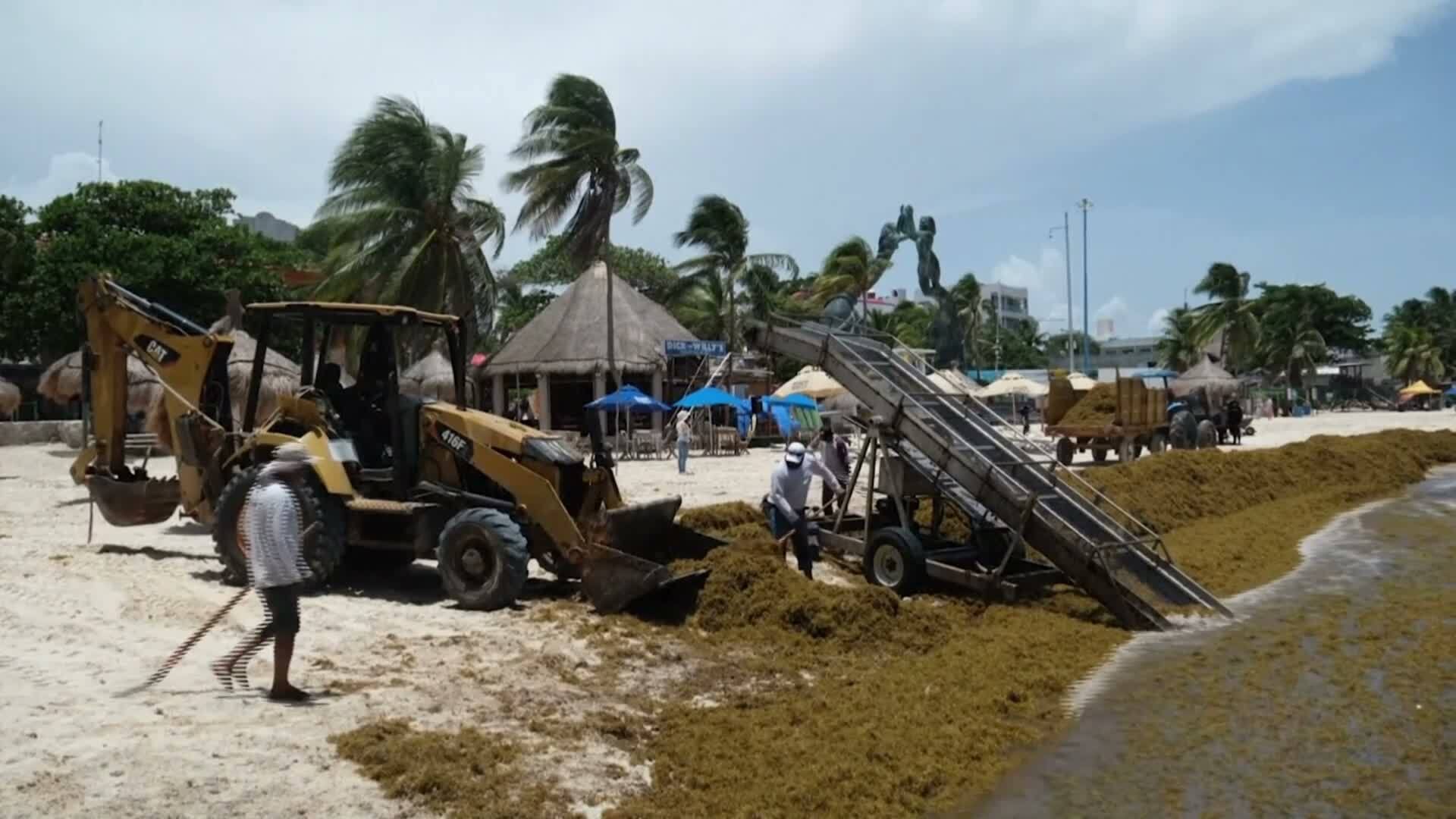 Кафяви водорасли заляха карибските плажове