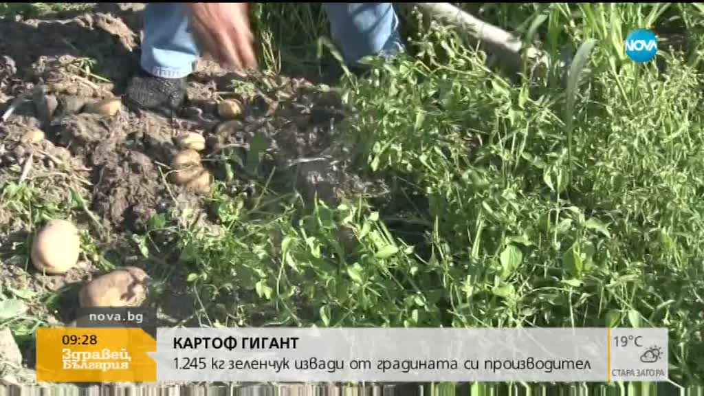 Стопанин извади гигантски картоф, който тежки 1.245 кг