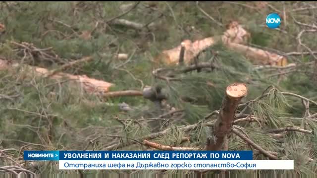 СЛЕД РЕПОРТАЖ НА NOVA: Уволниха горски шеф за незаконна сеч