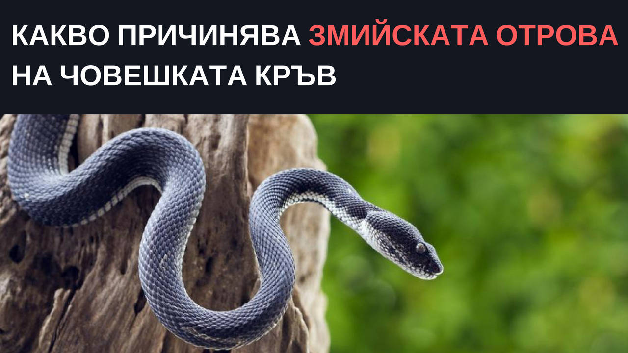 Какво причинява змийската отрова на човешката кръв