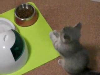 Изключително Сладко Котенце Мяука !!
