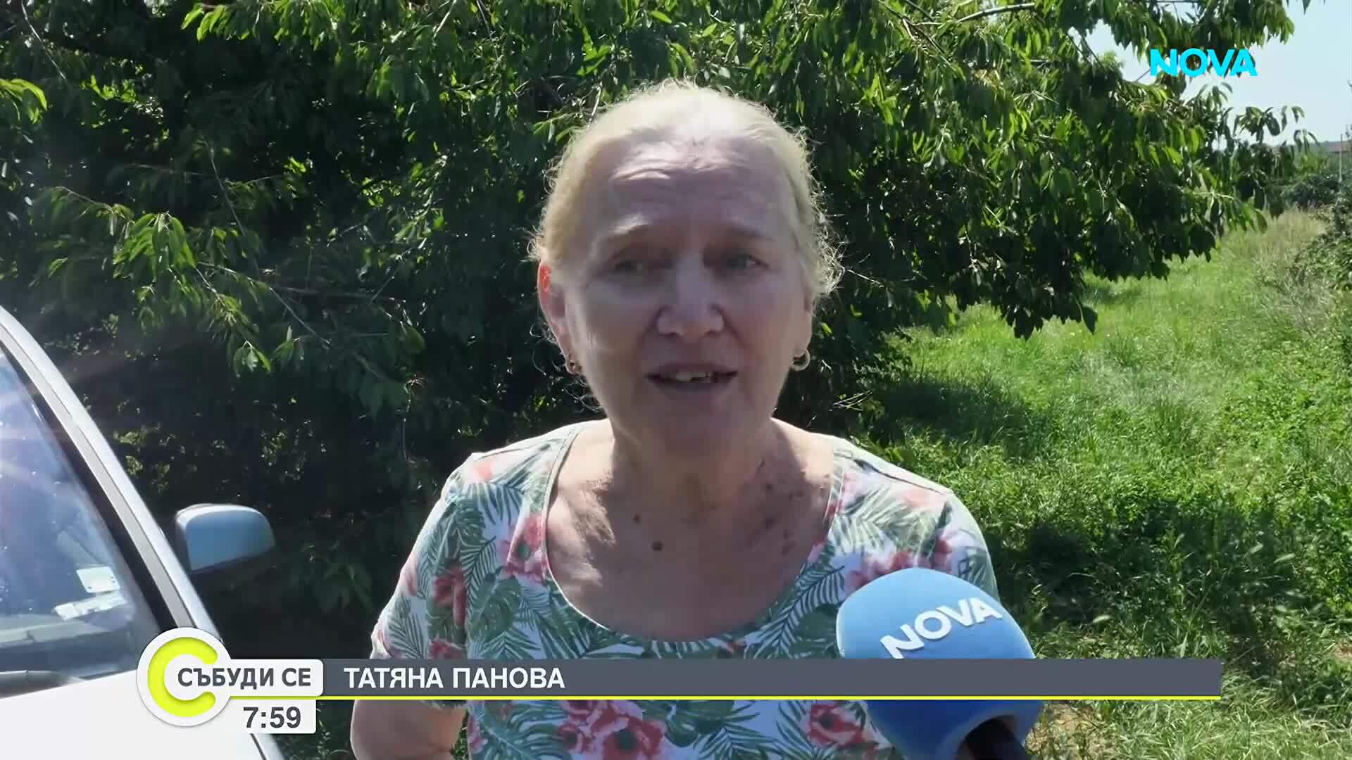 В Кюстендил: Всеки може сам да си набере череши срещу символично заплащане