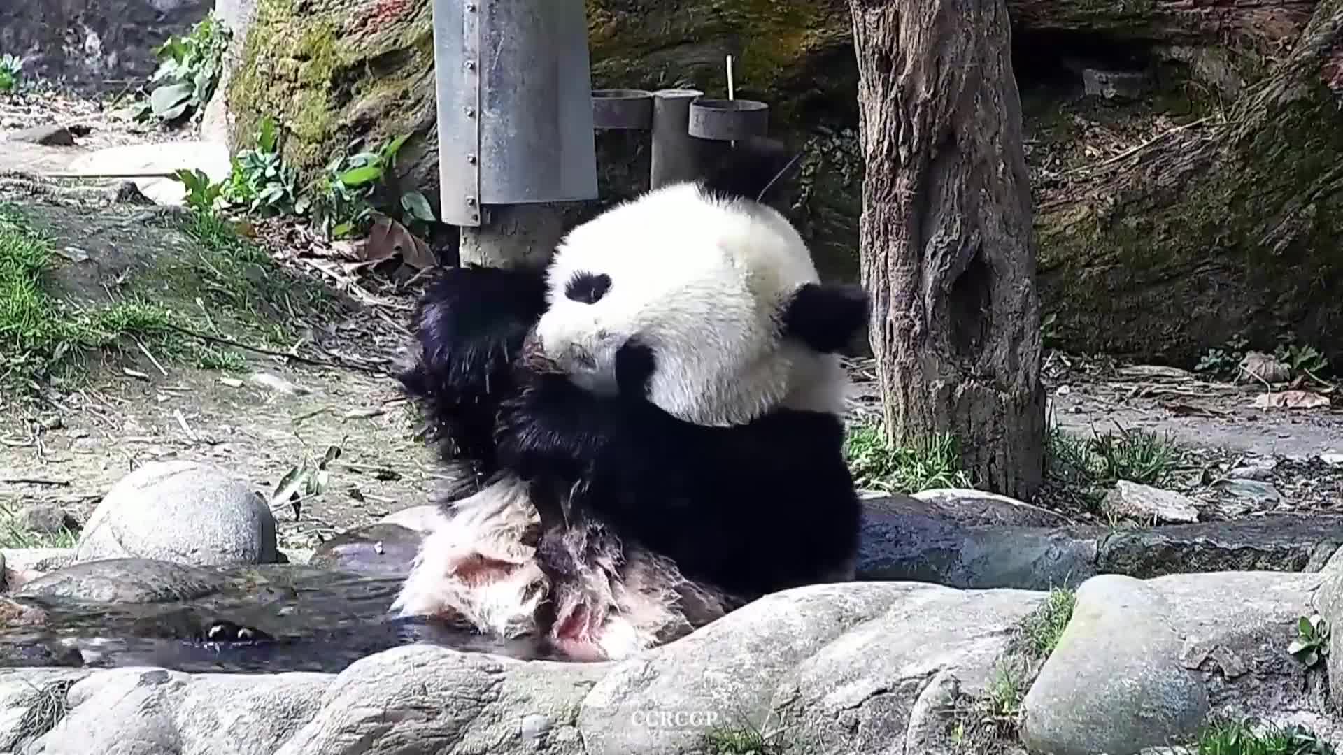 Забавление в джакузи: Панда бе заснета да си хапе лапата докато се къпе (ВИДЕО)